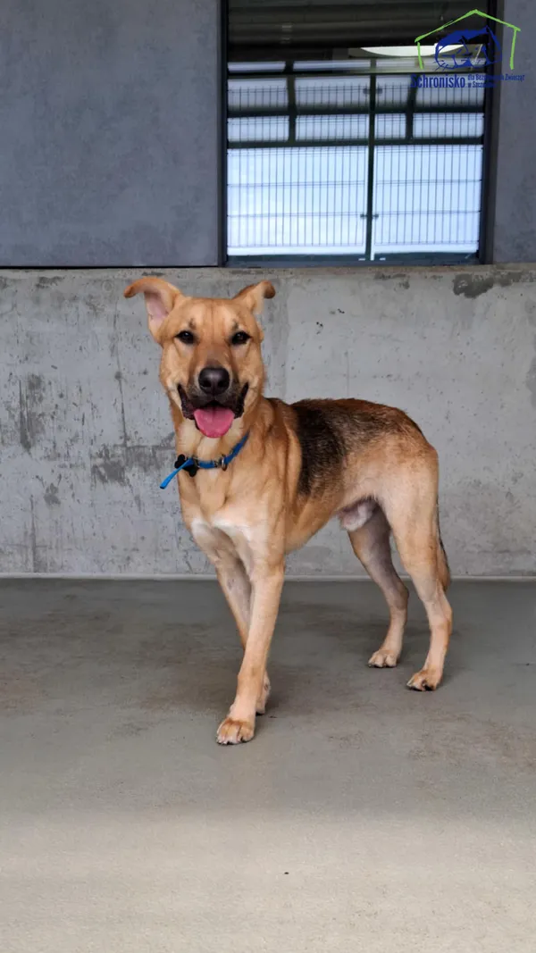 Pies do adopcji, Szczecin, 5 maja 2025 (2/2)