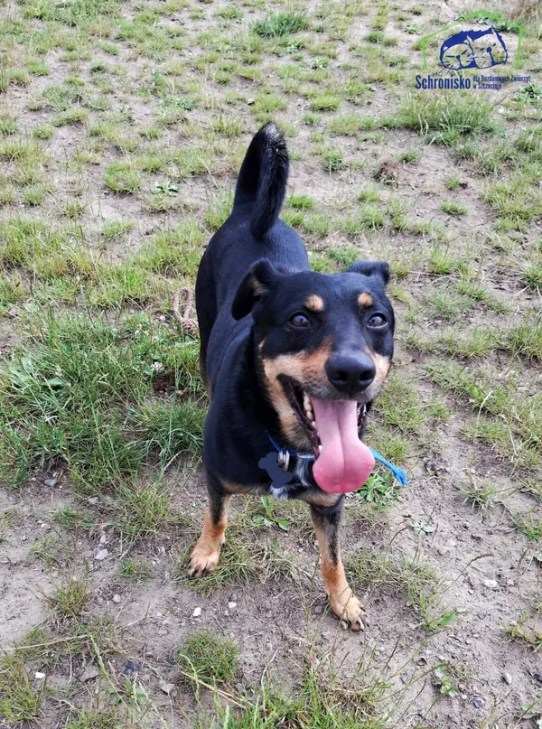 Pies do adopcji, Szczecin, 5 maja 2025 (1/2)
