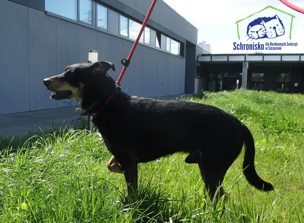 Pies do adopcji, Szczecin, 5 maja 2025 (2/2)
