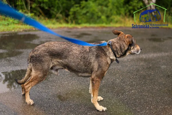 Pies do adopcji, Szczecin, 5 maja 2025 (4/5)