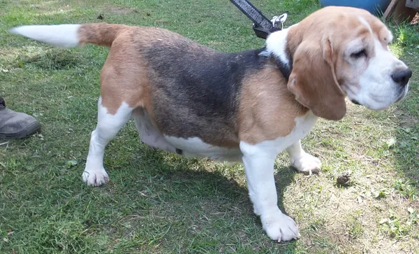 Znaleziono psa, Nowa Krępa, 16 kwietnia 2025