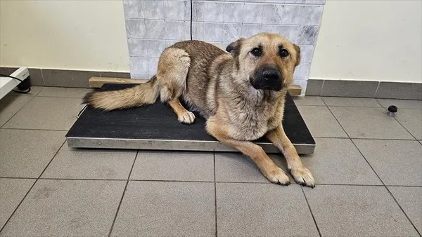 Pies do adopcji, Choszczno, 28 kwietnia 2025