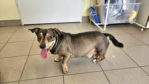 Pies do adopcji, Choszczno, 23 kwietnia 2025