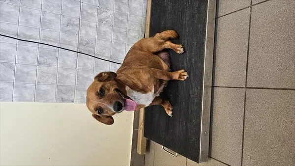 Pies do adopcji, Choszczno, 28 marca 2025