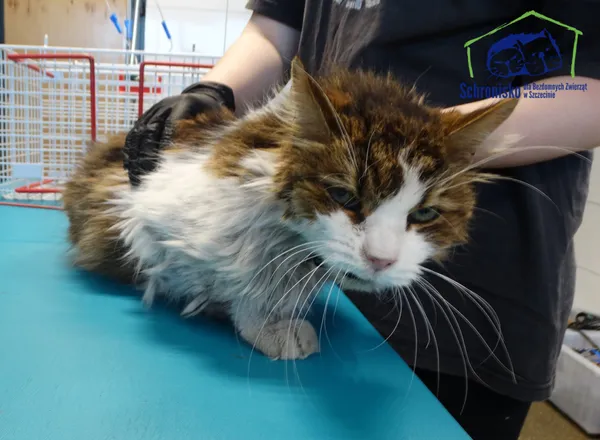 Znaleziono kota, Szczecin, 6 maja 2025