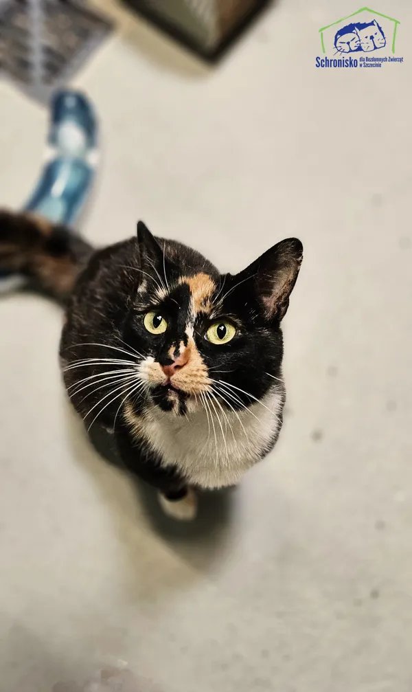 Znaleziono kota, Szczecin, 6 maja 2025 (2/4)