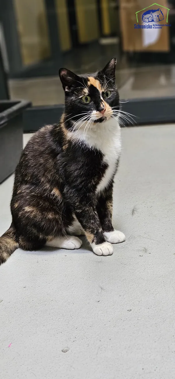 Znaleziono kota, Szczecin, 6 maja 2025 (4/4)