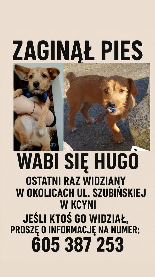 Znaleziono psa, Kcynia, 6 maja 2025