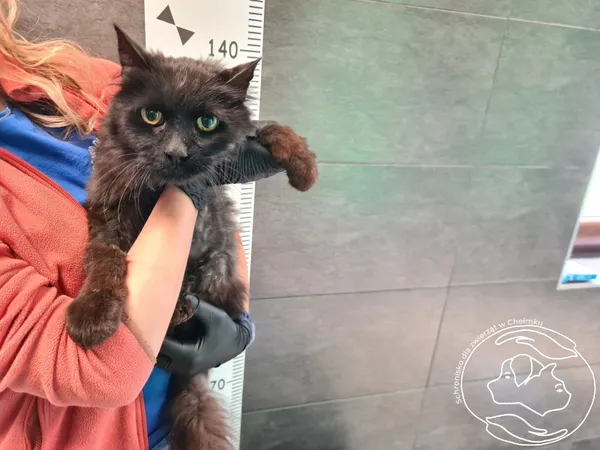 Znaleziono kota, Chełmek, 5 maja 2025