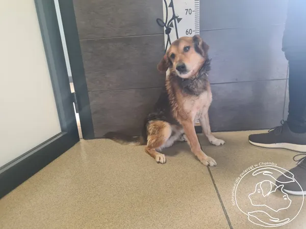 Pies do adopcji, Chełmek, 10 kwietnia 2025