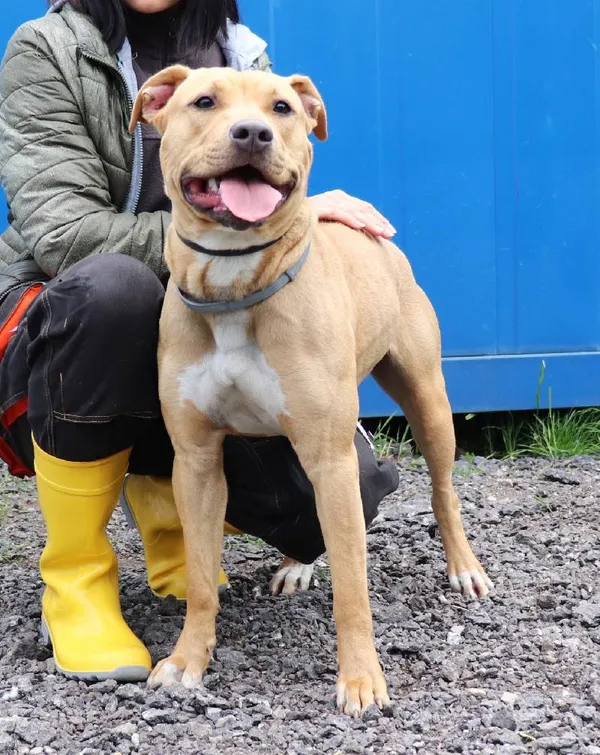 Znaleziono psa, Łódź, 5 maja 2025 (2/2)