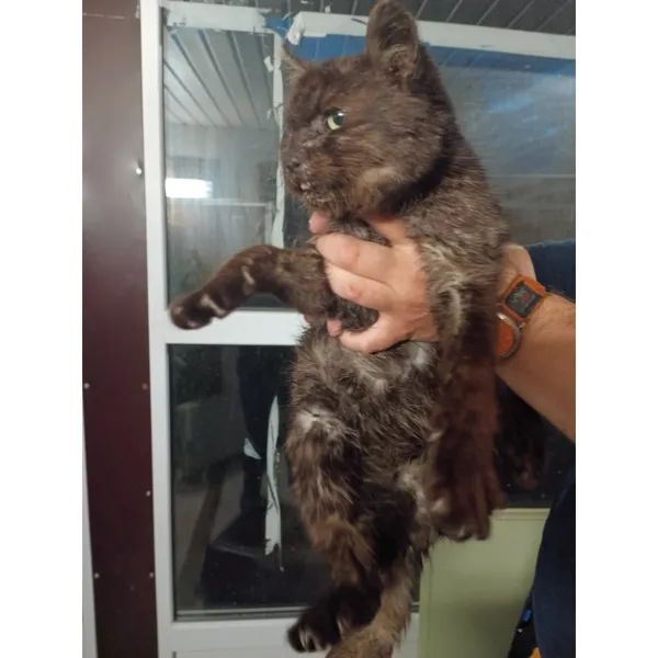 Znaleziono kota, Białystok, 30 kwietnia 2025