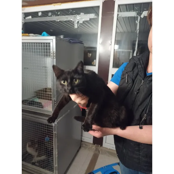 Znaleziono kota, Białystok, 30 kwietnia 2025