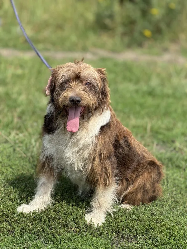 Pies do adopcji, Pieczyska, 6 maja 2025 (4/4)