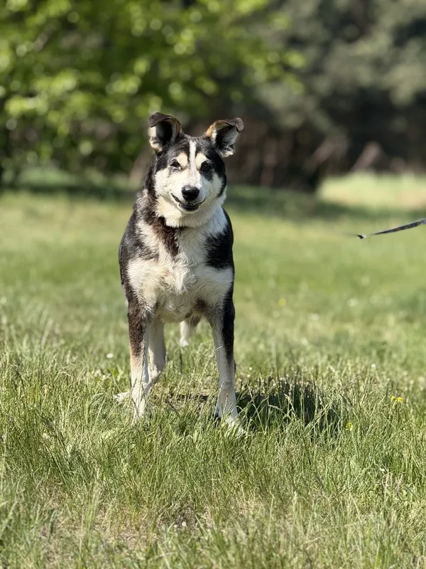 Pies do adopcji, Pieczyska, 6 maja 2025 (2/5)