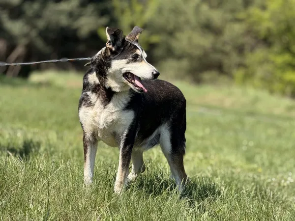 Pies do adopcji, Pieczyska, 6 maja 2025 (3/5)