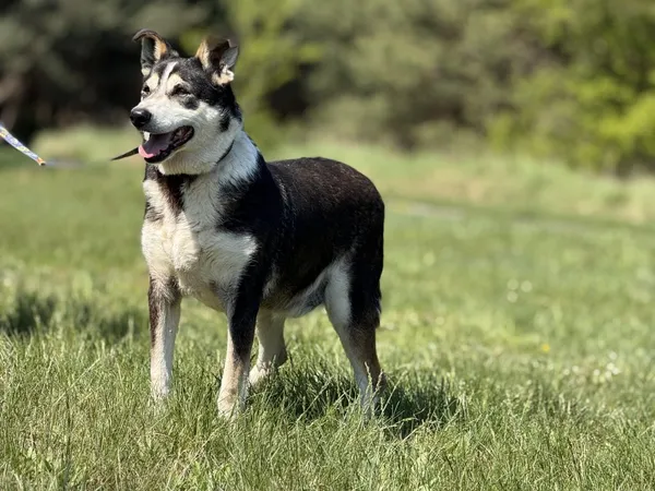 Pies do adopcji, Pieczyska, 6 maja 2025 (4/5)