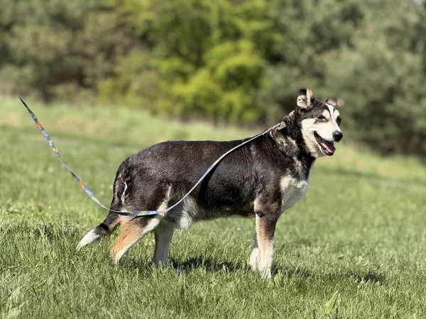 Pies do adopcji, Pieczyska, 6 maja 2025 (5/5)