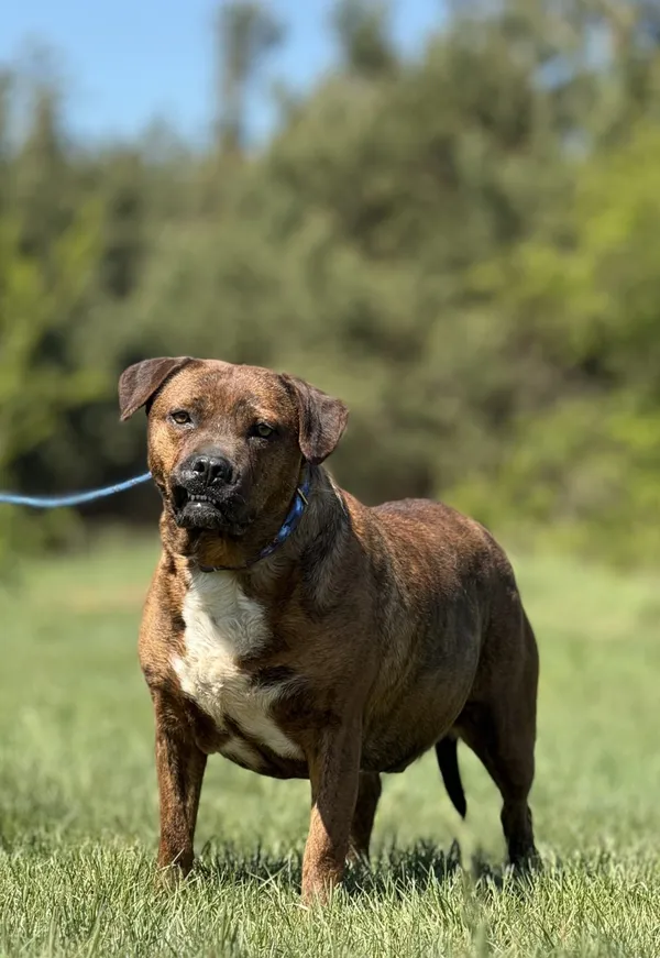 Pies do adopcji, Pieczyska, 6 maja 2025 (2/4)