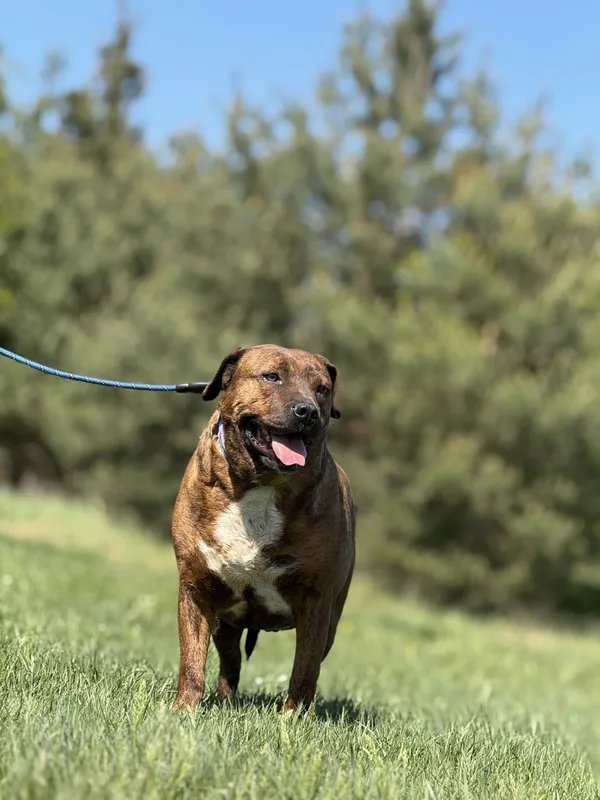 Pies do adopcji, Pieczyska, 6 maja 2025 (3/4)