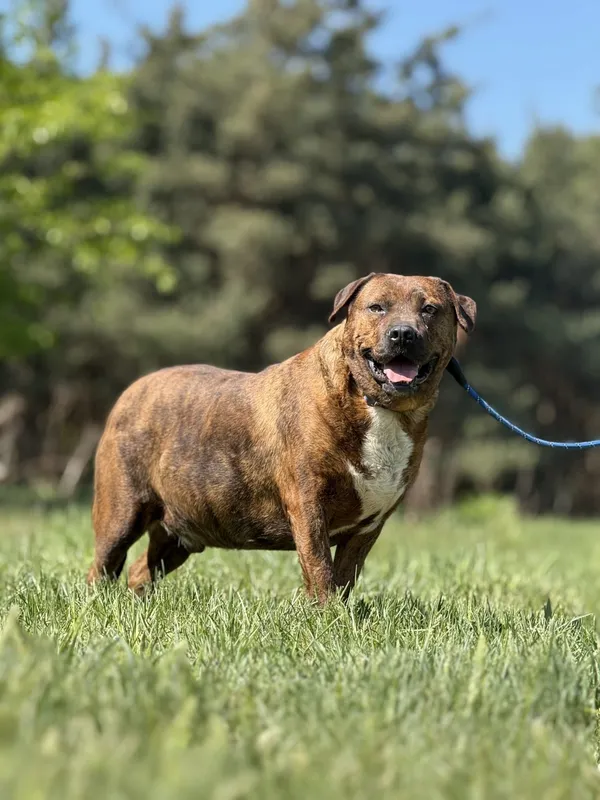 Pies do adopcji, Pieczyska, 6 maja 2025 (4/4)