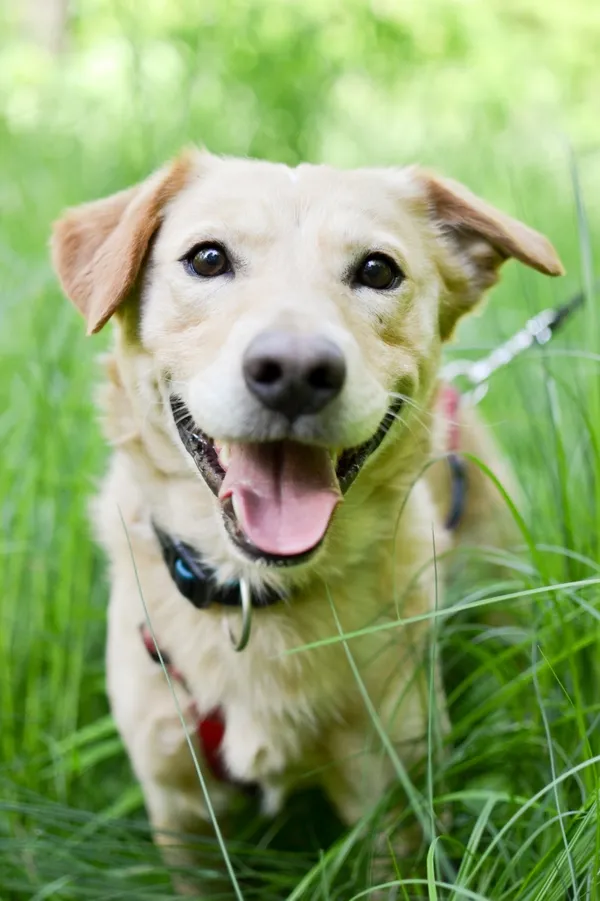 Znaleziono psa, Sosnowiec, 5 maja 2025 (2/5)