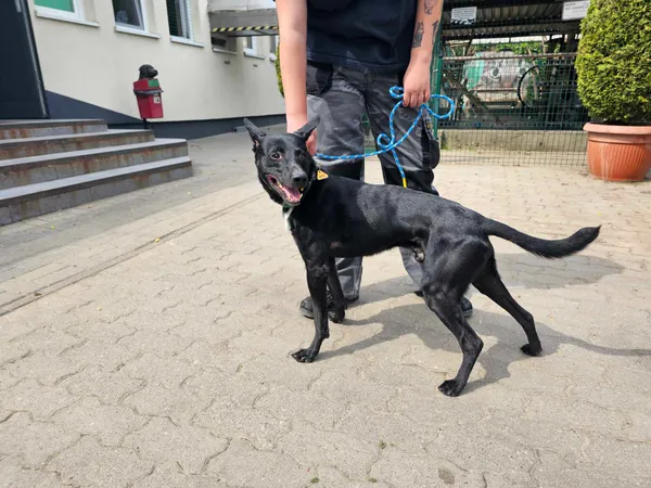 Znaleziono psa, Bydgoszcz, 2 maja 2025