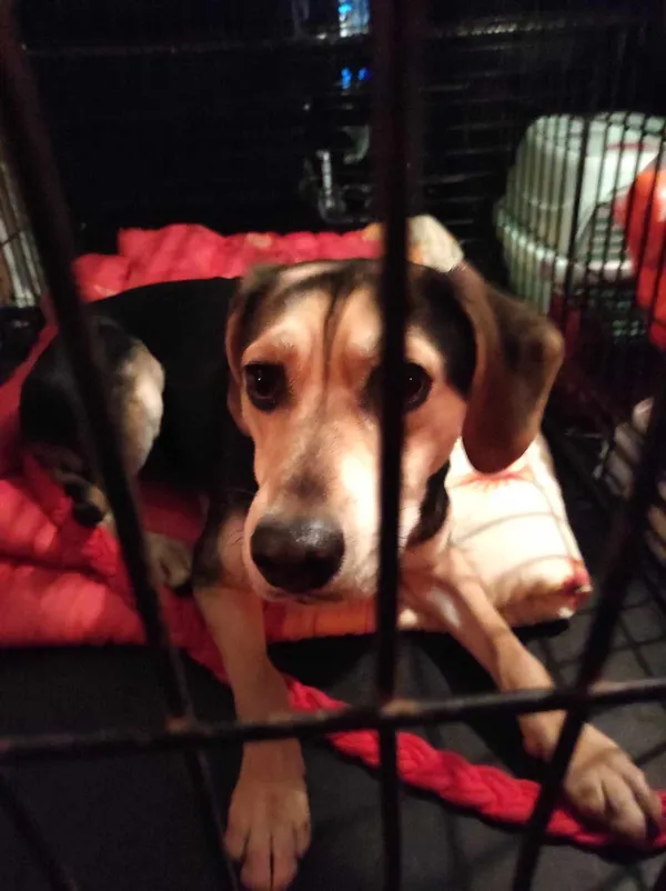 Znaleziono psa, Sosnowiec, 1 maja 2025