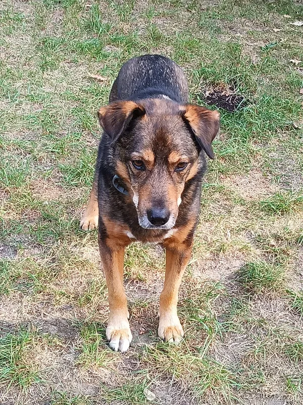 Zaginął pies, Baniocha, 6 maja 2025