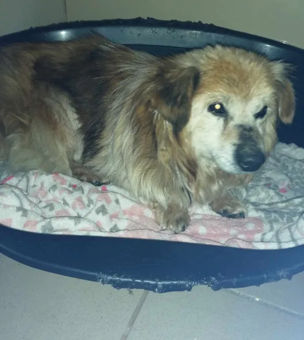 Pies do adopcji, Konin, 23 kwietnia 2025 (1/2)