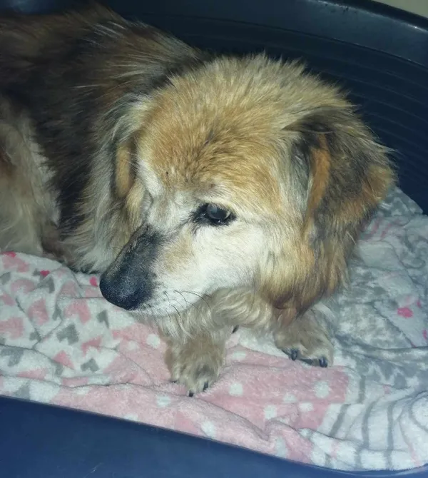 Pies do adopcji, Konin, 23 kwietnia 2025 (2/2)