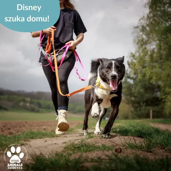 Pies do adopcji, Dąbrówka, 6 maja 2025 (2/5)