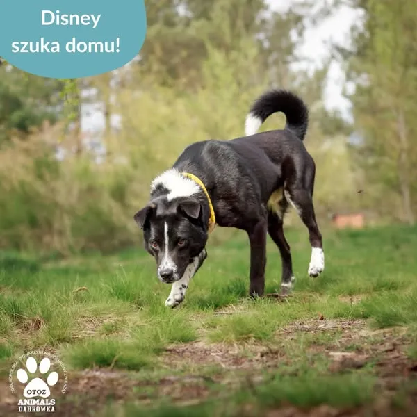 Pies do adopcji, Dąbrówka, 6 maja 2025 (3/5)