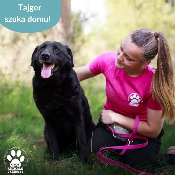 Pies do adopcji, Dąbrówka, 6 maja 2025 (2/5)