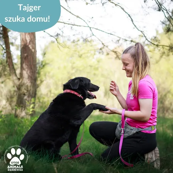 Pies do adopcji, Dąbrówka, 6 maja 2025 (3/5)