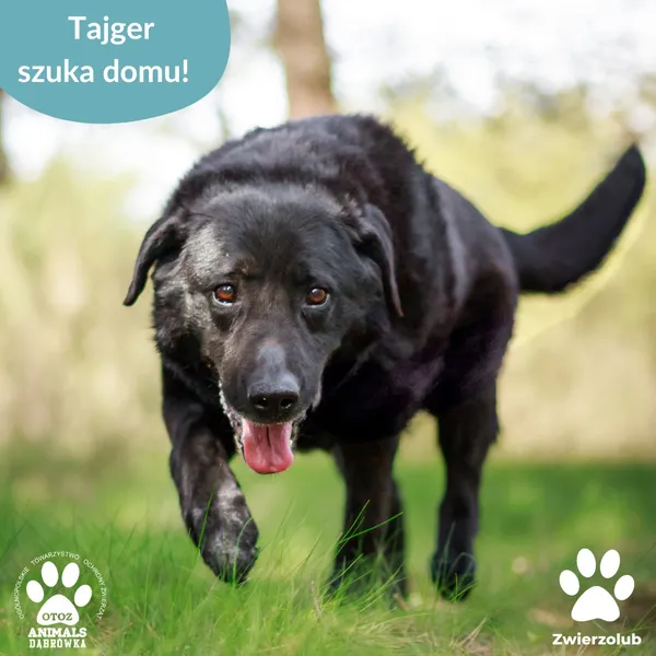 Pies do adopcji, Dąbrówka, 6 maja 2025 (5/5)