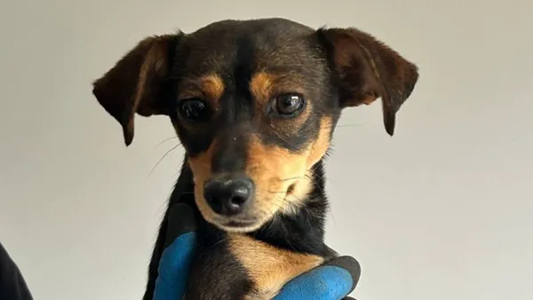 Znaleziono psa, Tatary, 5 maja 2025