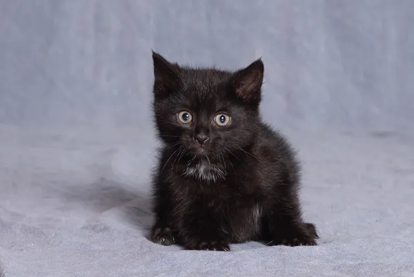 Kot do adopcji, Gdańsk, 6 maja 2025