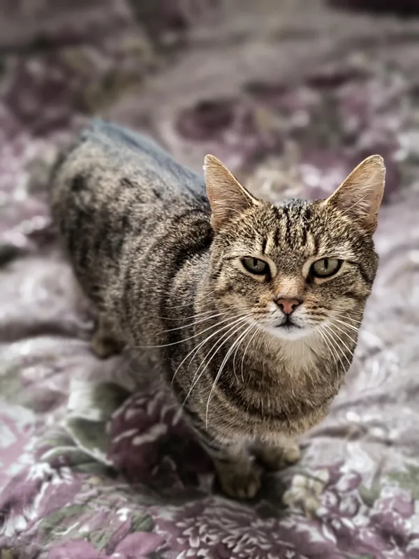 Kot do adopcji, Bełchatów, 12 marca 2024 (2/5)