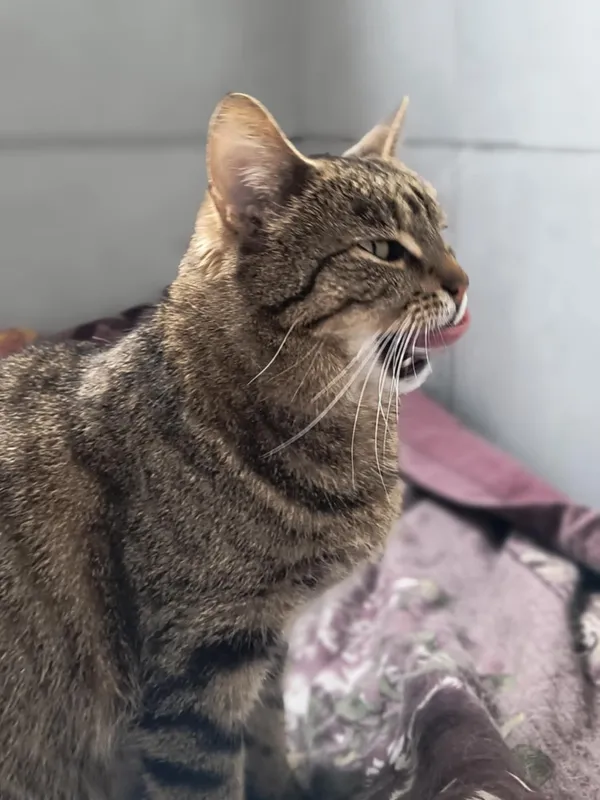 Kot do adopcji, Bełchatów, 12 marca 2024 (5/5)