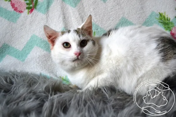 Kot do adopcji, Chełmek, 27 grudnia 2024