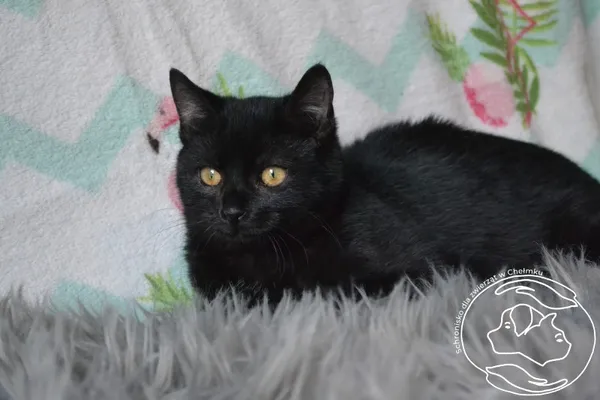 Kot do adopcji, Chełmek, 27 grudnia 2024