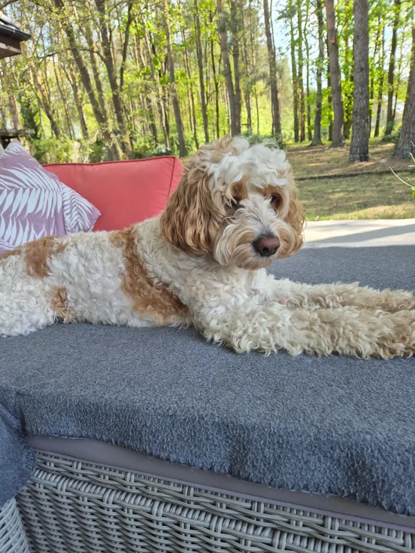 Zaginął pies, Pilchowo, 7 maja 2025