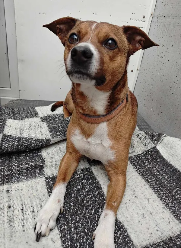 Znaleziono psa, Lublin, 5 maja 2025