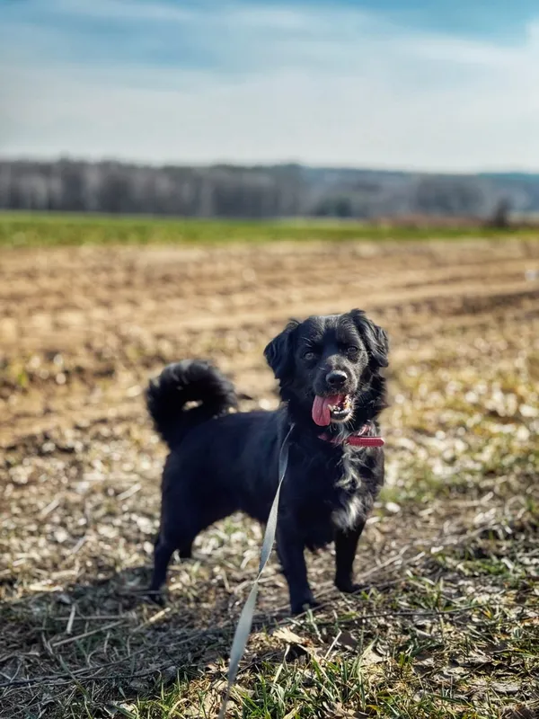 Pies do adopcji, Dłużyna Górna, 7 maja 2025 (1/5)