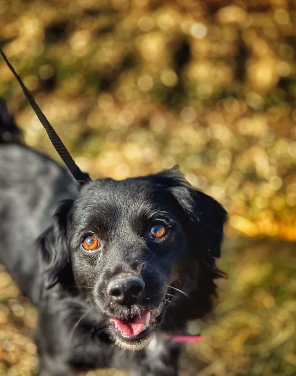 Pies do adopcji, Dłużyna Górna, 7 maja 2025 (4/5)