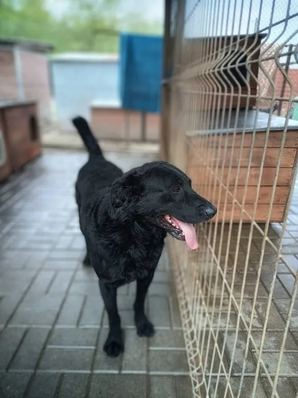 Oddam psa, Gdańsk, Oliwa, 7 maja 2025