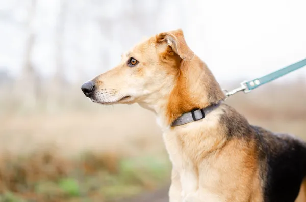 Oddam psa, Warszawa, Sielce, 7 maja 2025 (3/5)