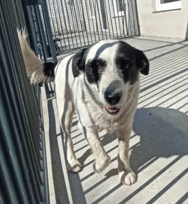 Pies do adopcji, Racibórz, 14 lipca 2025