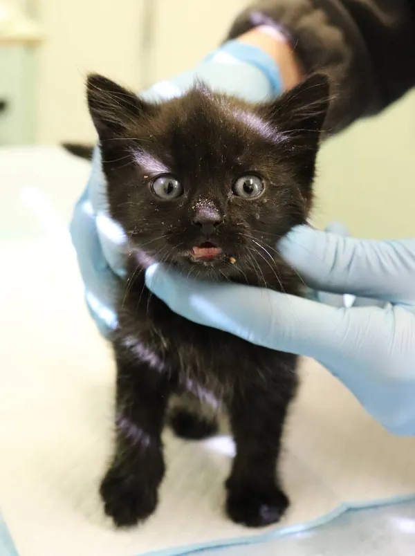 Znaleziono kota, Łódź, 6 maja 2025 (1/3)